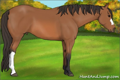 Horse Color: Bay 