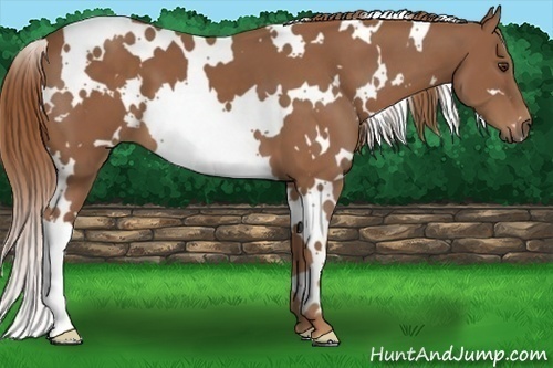 Horse Color: White Spotted Chestnut 