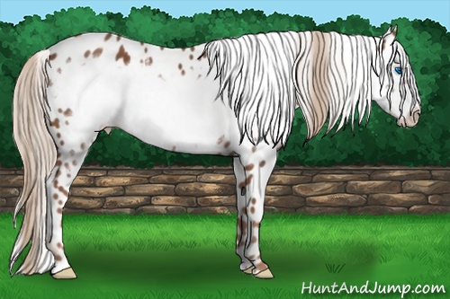 Horse Color: Chestnut Frame Near Leopard 