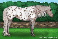 Horse Color:Silver Brown Near Leopard 