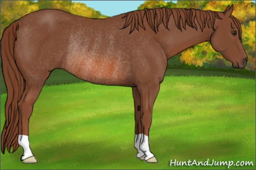 Horse Color: Liver Chestnut Rabicano 