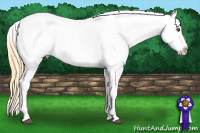 Horse Color:Buckskin Roan Dun Appaloosa 