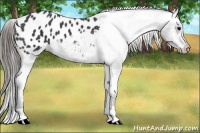 Horse Color:Black Appaloosa 