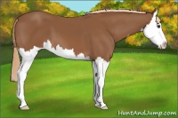 Horse Color:Chestnut Splash 