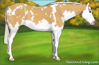 Horse Color:White Spotted Palomino Splash 