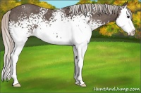 Horse Color:White Spotted Silver Black Splash 