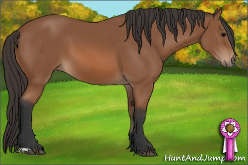 Horse Color: Bay 