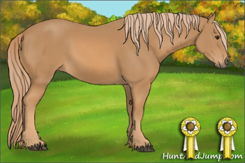Horse Color: Chestnut 