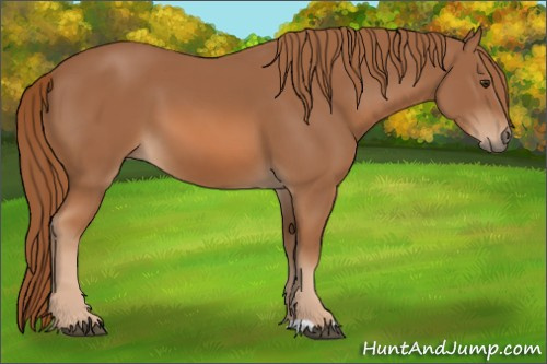 Horse Color: Chestnut 