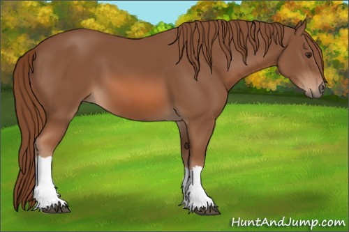 Horse Color: Chestnut 