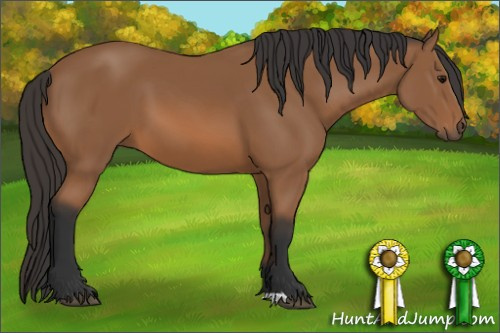 Horse Color: Bay 