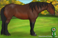 Horse Color:Gray Bay 
