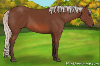 Horse Color:Unknown 