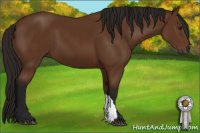 Horse Color:Gray Bay 