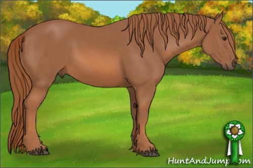 Horse Color: Chestnut 