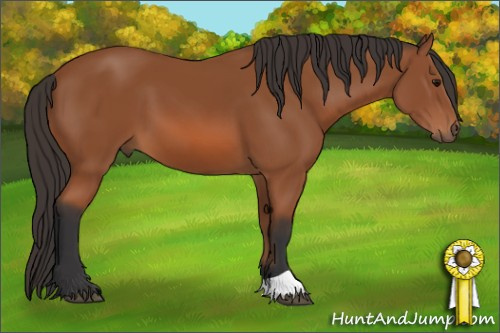 Horse Color: Bay 