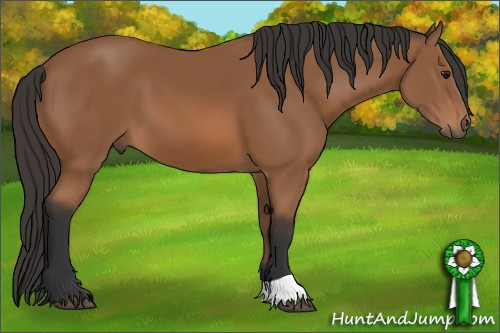 Horse Color: Bay 