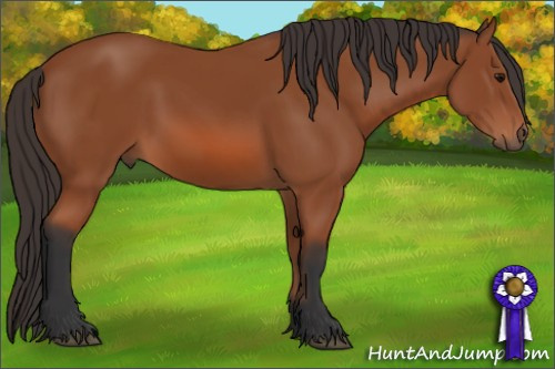 Horse Color: Bay 