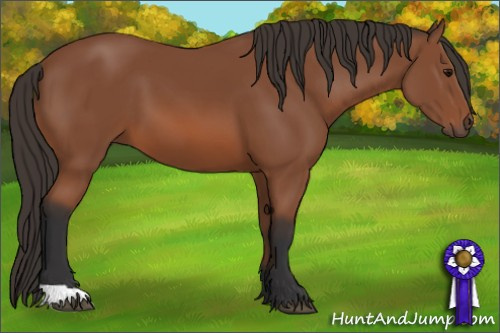 Horse Color: Bay 
