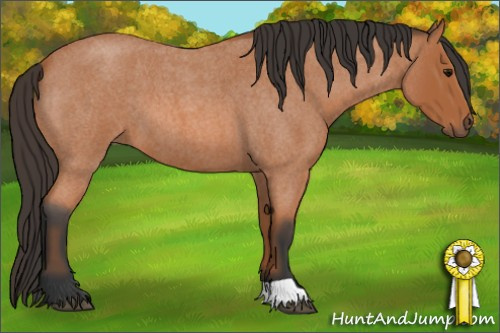 Horse Color: Bay Roan 