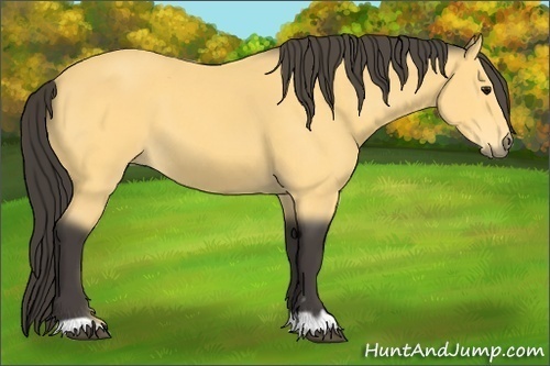 Horse Color: Buckskin 