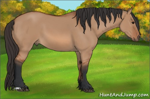Horse Color: Bay Dun 