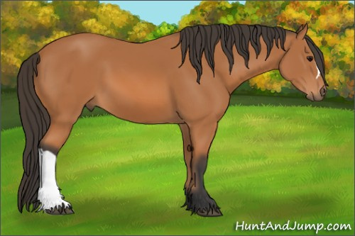 Horse Color: Bay 