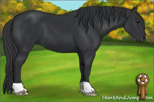 Horse Color: Black 