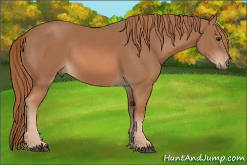 Horse Color: Chestnut 