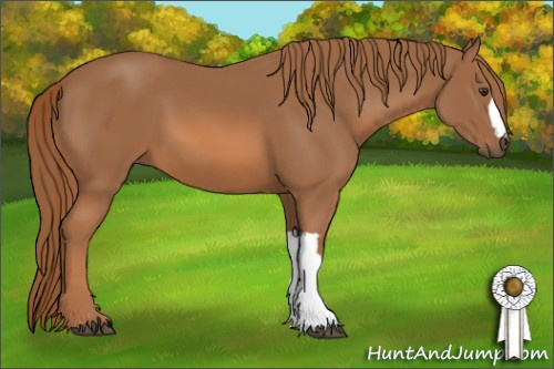Horse Color: Chestnut 