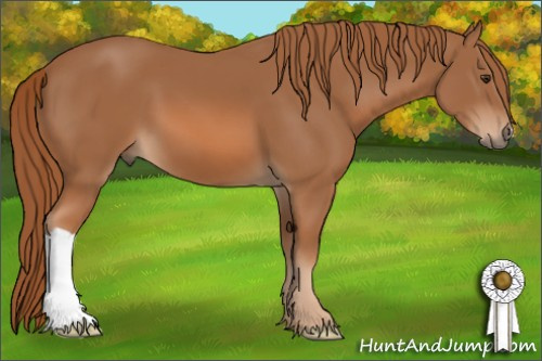Horse Color: Chestnut 