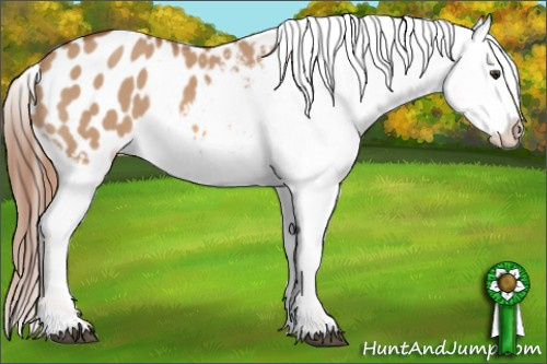 Horse Color: Red Dun Blanket 