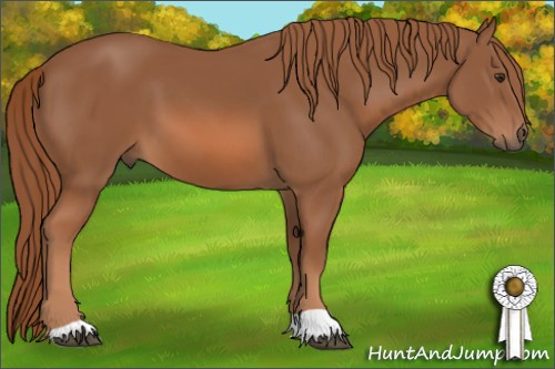 Horse Color: Chestnut 