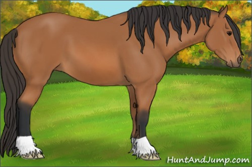 Horse Color: Bay 
