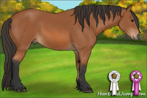 Horse Color: Bay 