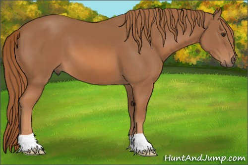 Horse Color: Chestnut 