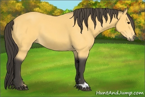 Horse Color: Buckskin 