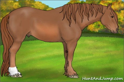 Horse Color: Chestnut 