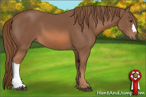 Horse Color: Chestnut 
