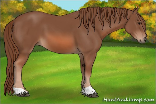 Horse Color: Chestnut 