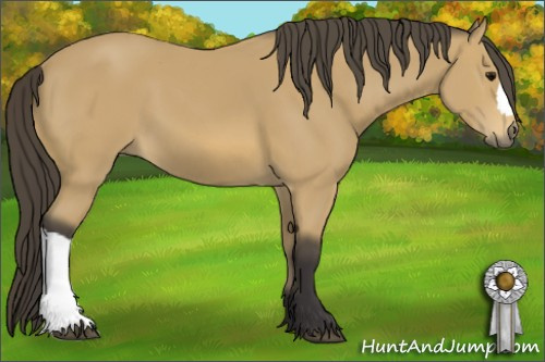 Horse Color: Buckskin 