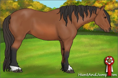 Horse Color: Bay 