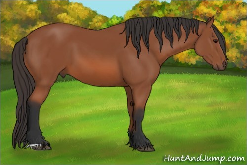 Horse Color: Bay 