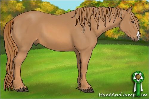 Horse Color: Chestnut 