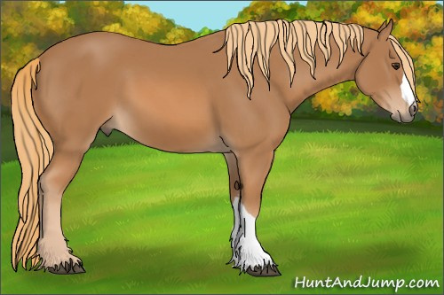 Horse Color: Chestnut 