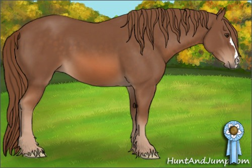 Horse Color: Chestnut 