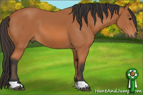 Horse Color: Bay 