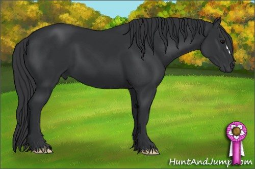 Horse Color: Black 