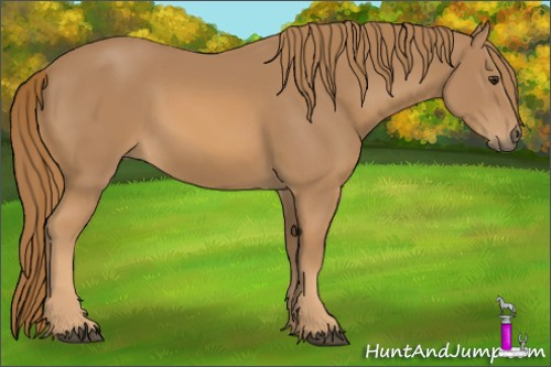 Horse Color: Chestnut 