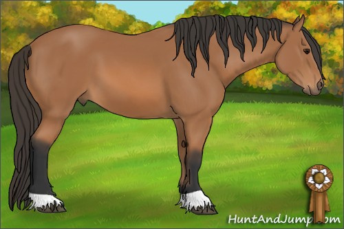 Horse Color: Bay 